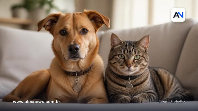 RG dos pets já tem 1,8 milhão de cães e gatos; veja como cadastrar